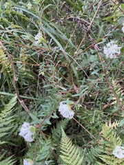 Pimelea linifolia