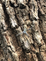 Argiope keyserlingi