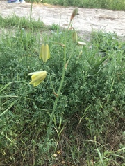 Albuca cooperi