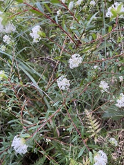 Pimelea linifolia