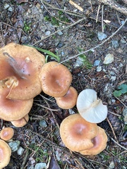 Paralepista flaccida