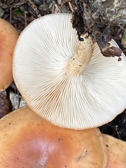 Paralepista flaccida