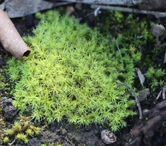 Pseudocrossidium crinitum