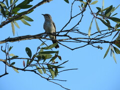 Chrysococcyx basalis
