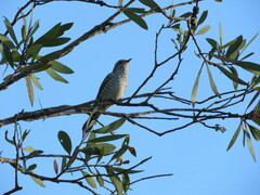 Chrysococcyx basalis