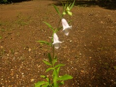 Sesamum indicum