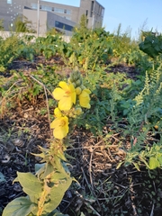 Verbascum phlomoides