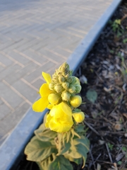 Verbascum phlomoides