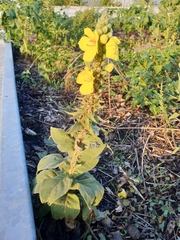 Verbascum phlomoides