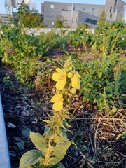 Verbascum phlomoides