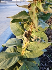 Verbascum phlomoides