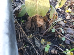 Verbascum phlomoides