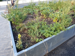 Verbascum phlomoides