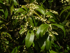 Elaeocarpus obovatus