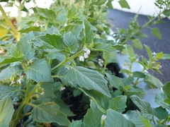 Solanum physalifolium nitidibaccatum