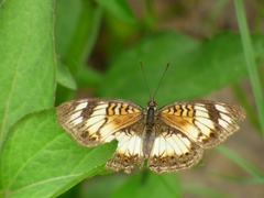 Junonia sophia