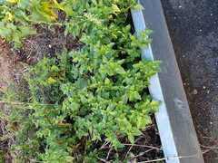 Solanum physalifolium nitidibaccatum