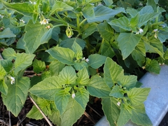 Solanum physalifolium nitidibaccatum