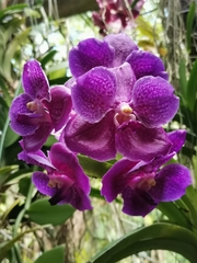 Vanda