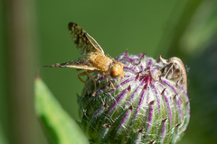 Xyphosia miliaria