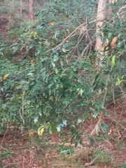 Syzygium floribundum