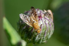 Xyphosia miliaria