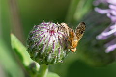Xyphosia miliaria