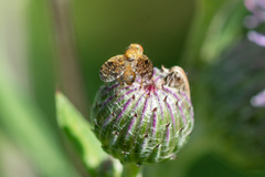 Xyphosia miliaria