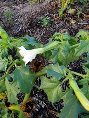 Datura stramonium