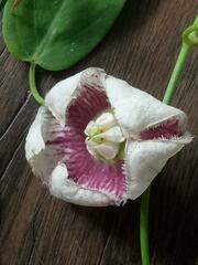 Oxystelma esculentum