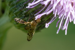 Xyphosia miliaria