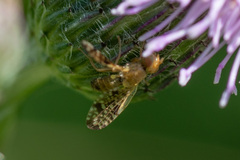 Xyphosia miliaria