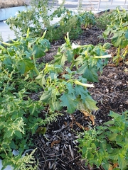 Datura stramonium