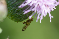 Xyphosia miliaria