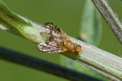 Xyphosia miliaria