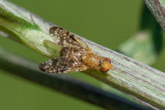 Xyphosia miliaria