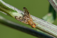 Xyphosia miliaria