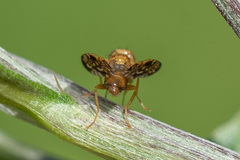 Xyphosia miliaria