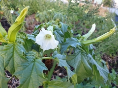 Datura stramonium