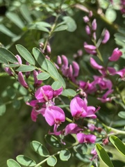 Indigofera australis