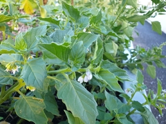 Datura stramonium
