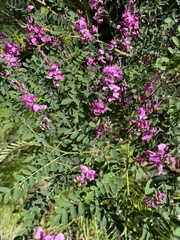 Indigofera australis