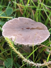 Dermoloma cuneifolium
