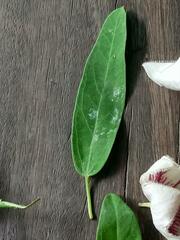 Oxystelma esculentum