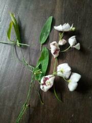 Oxystelma esculentum