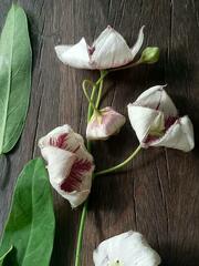 Oxystelma esculentum