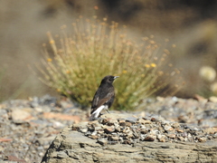 Oenanthe leucura