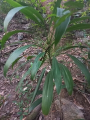 Cordyline rubra