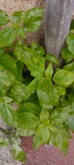 Parietaria judaica
