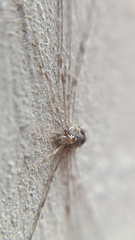 Dicranopalpus ramosus